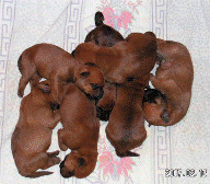 a-litter2007