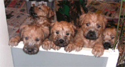 puppies