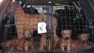 a-puppies