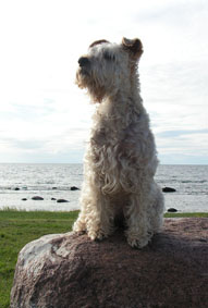 Maja