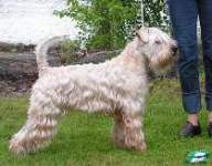Måns