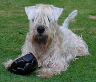 wheaten-hane